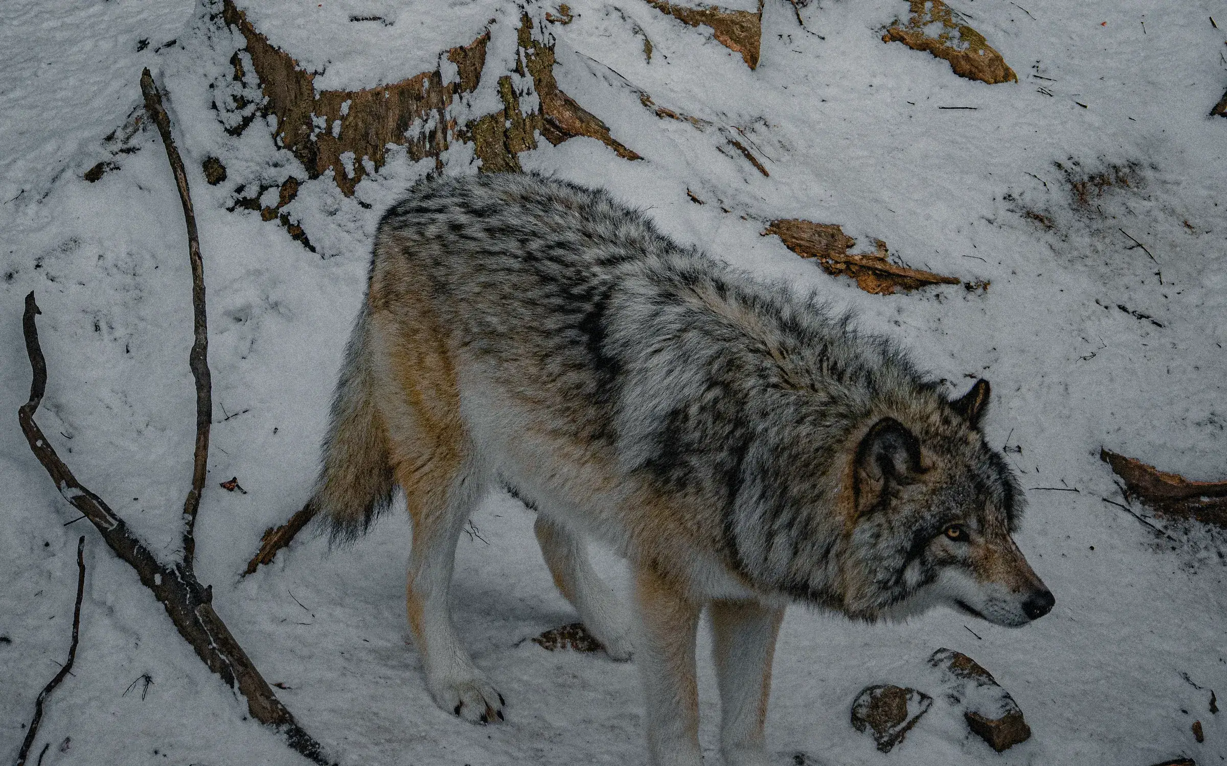 Two wolves in snow